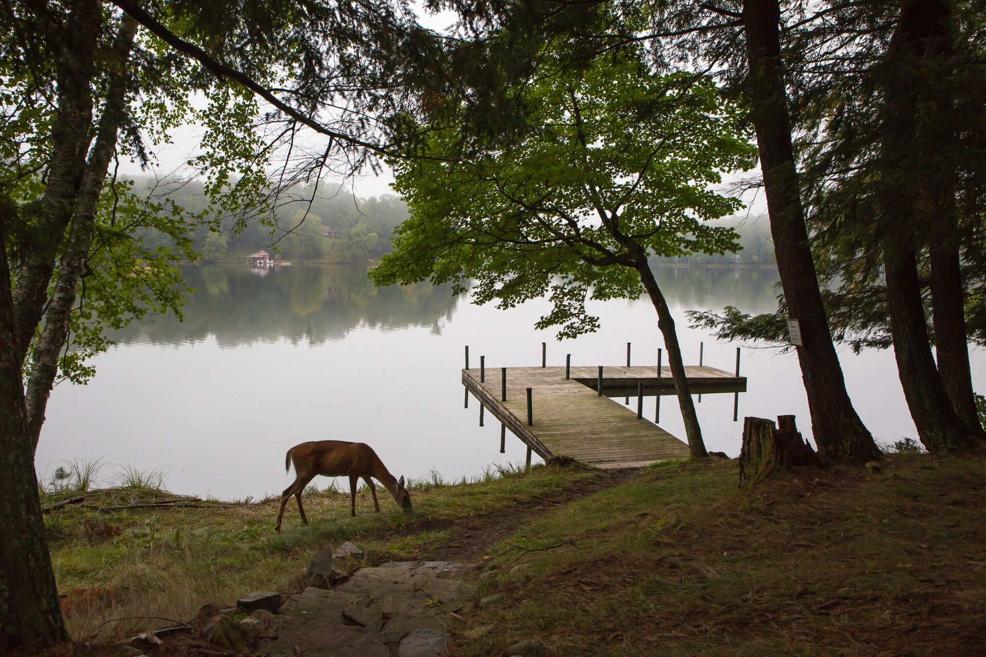 Deer grazes near a dock on a lake shore, best boating lakes concept.