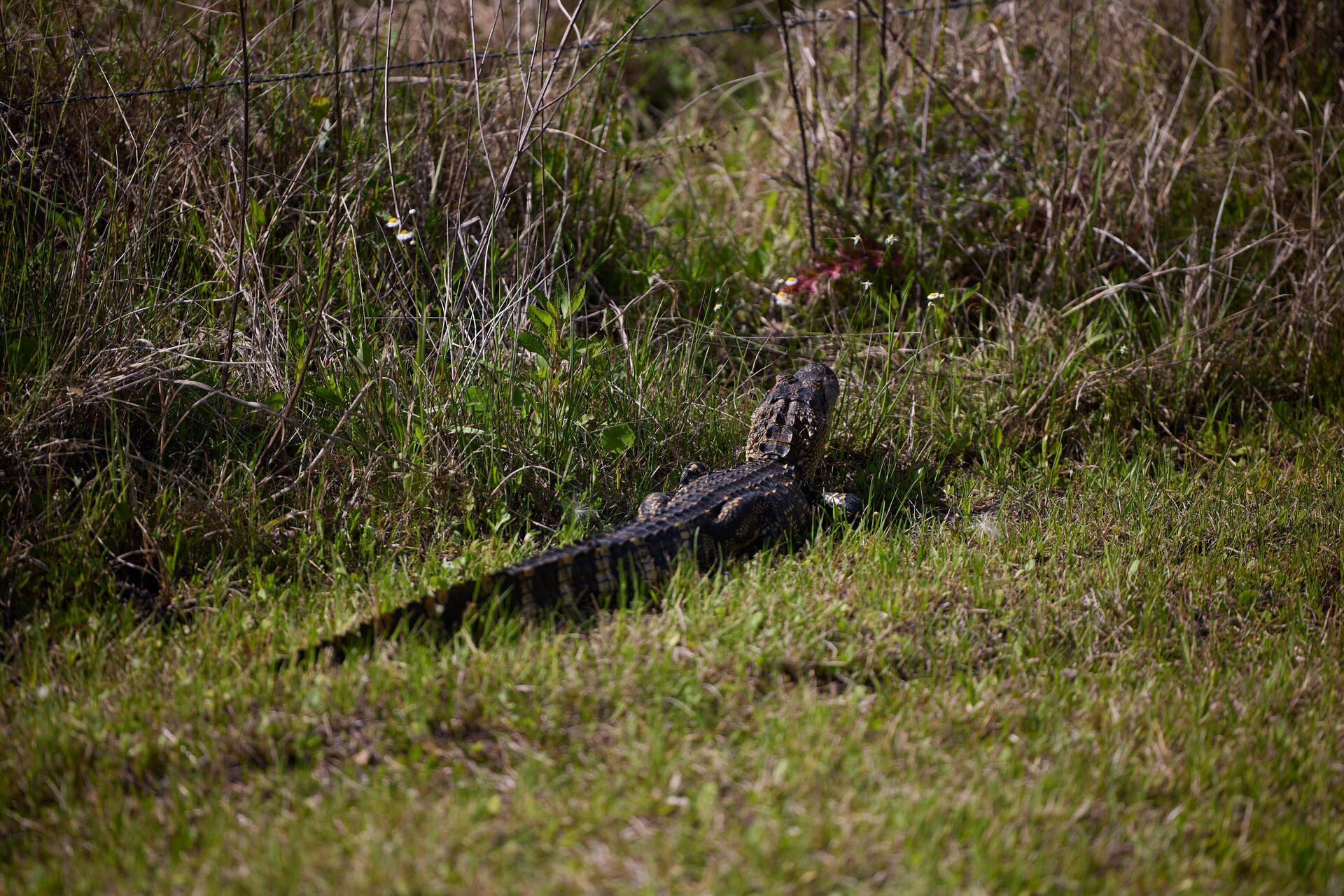 Alligator in the grass