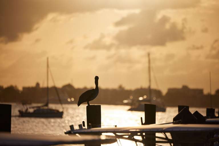 A bird silhouette against a dark sky at a marina, weather on the water concept. 