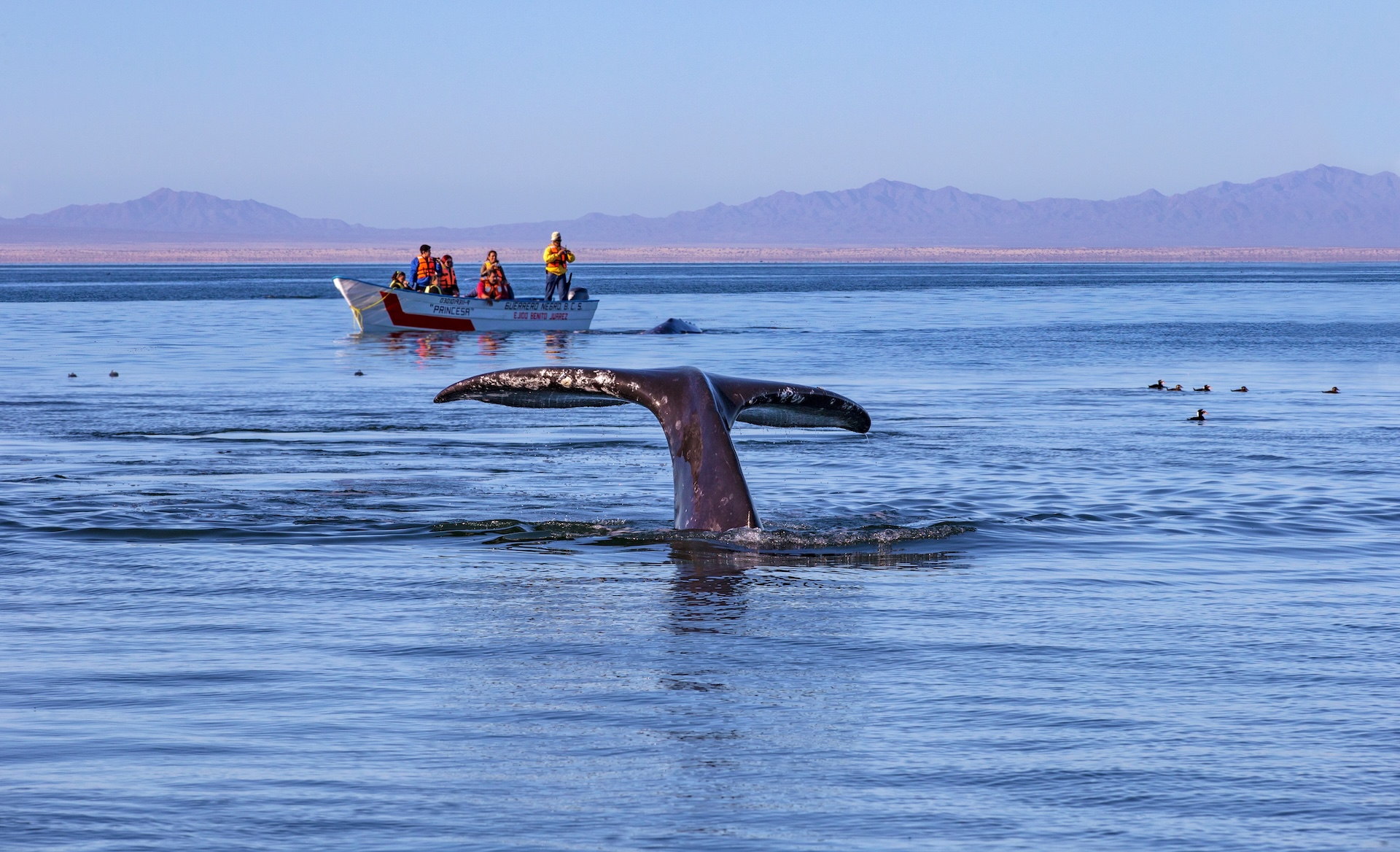 A boat full of people near a whale in the water, is whale watching dangerous concept. .