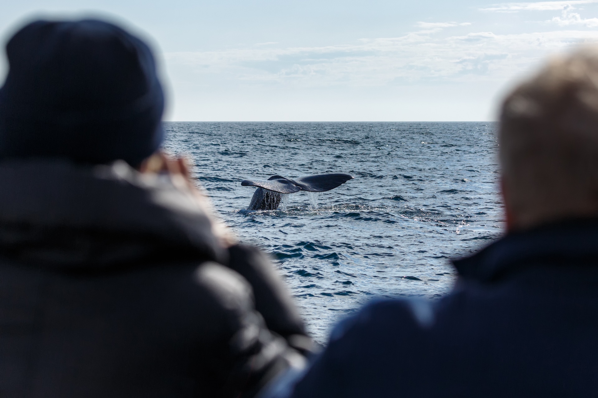 View of breaching whale as people watch.