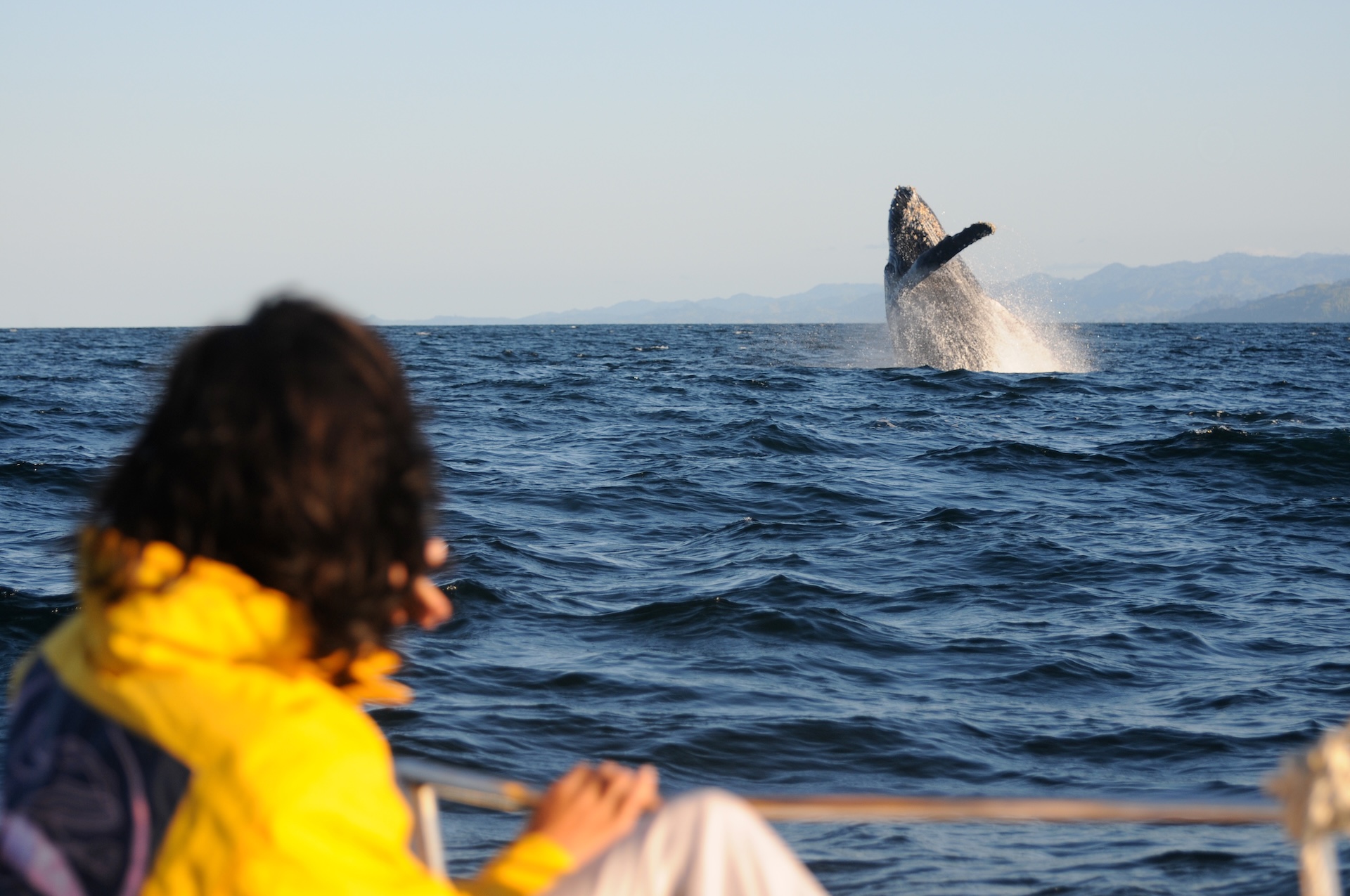 Person watching a whale breach from a boat, is whale watching dangerous concept.