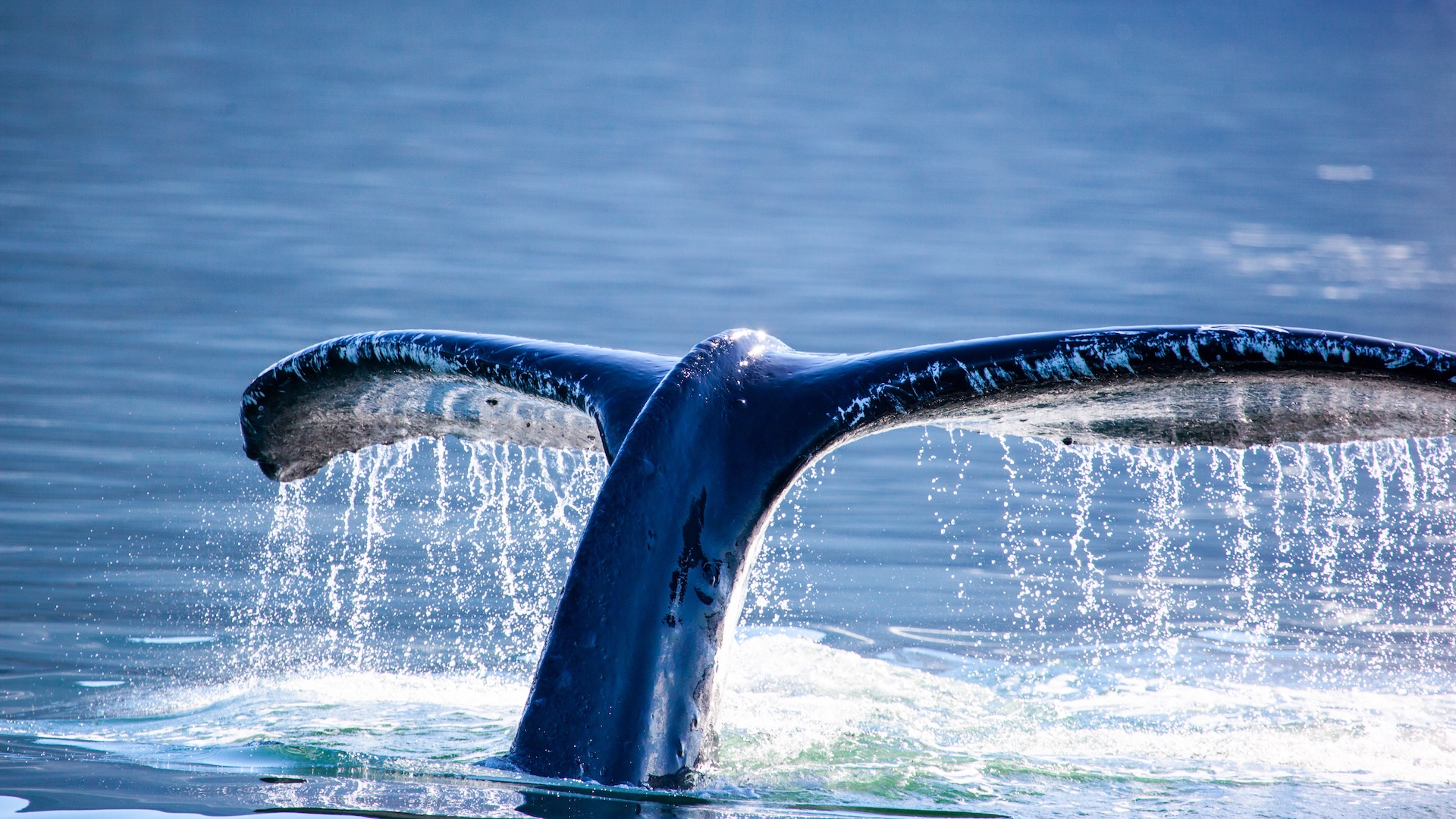 A whale's tail seen above the water.