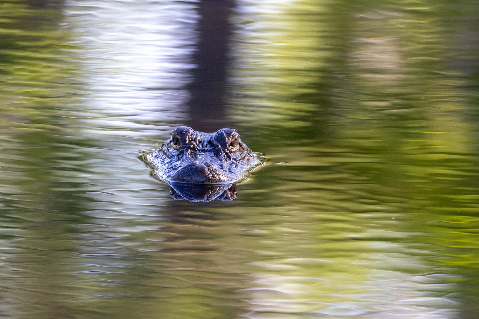 An alligator in the water, Alligator River National Wildlife Refuge fishing concept.