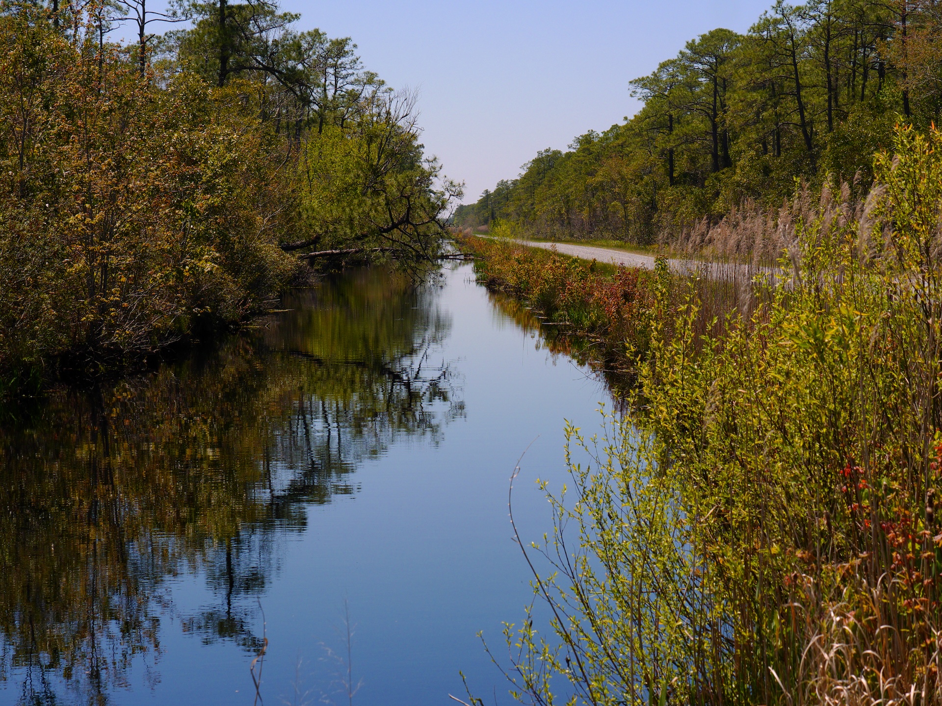 View from the Alligator River in NC. 