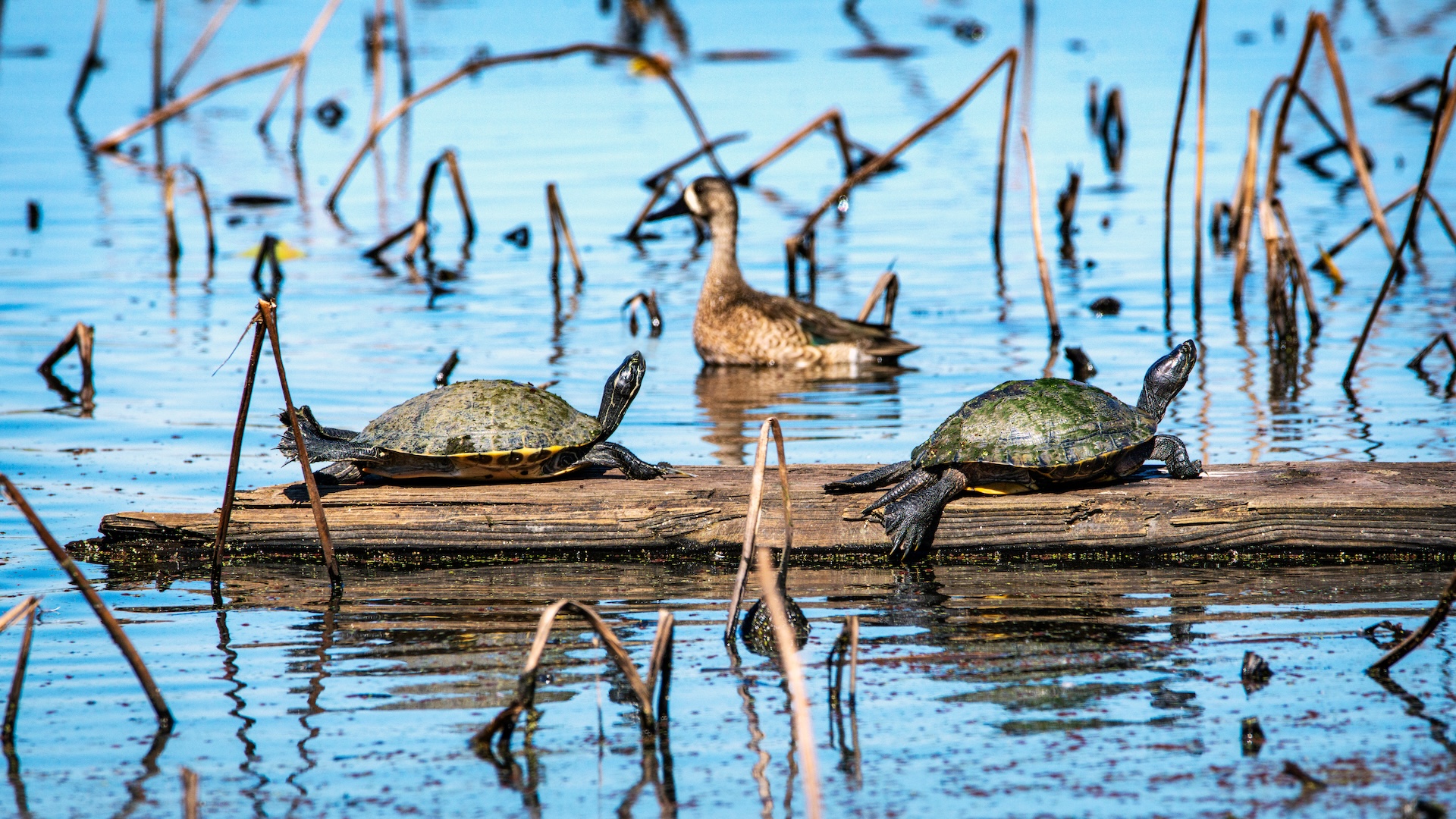 Two turtles on a log in the water with a bird nearby.