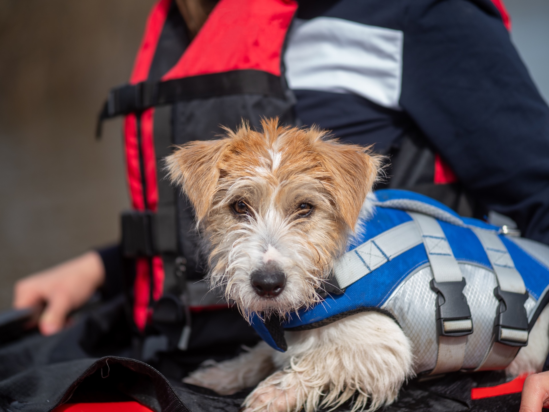 Dog in a blue lifejacket on a boat. 
