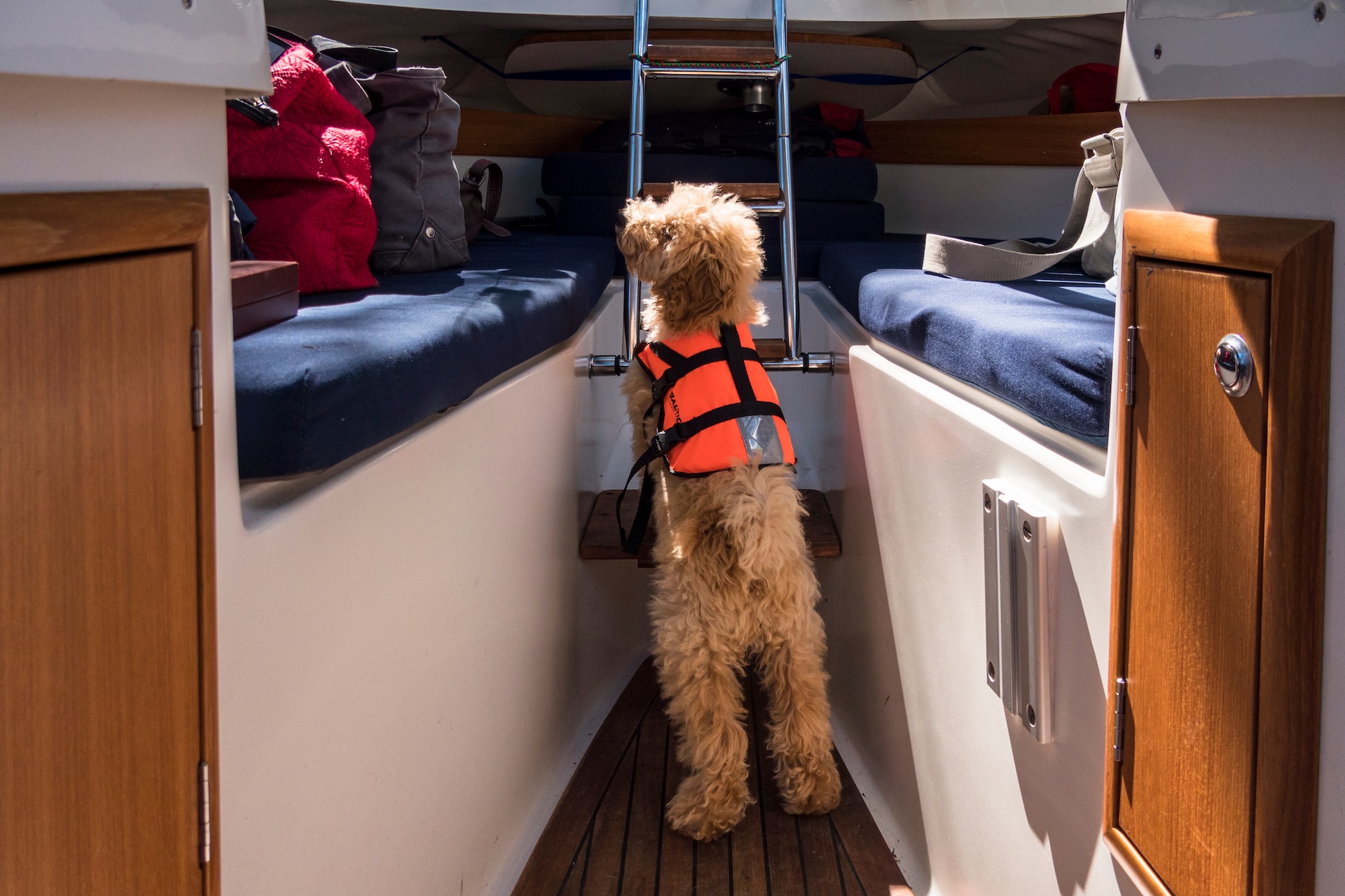 Dog wears an orange lifejacket in the cabin on a boat. 