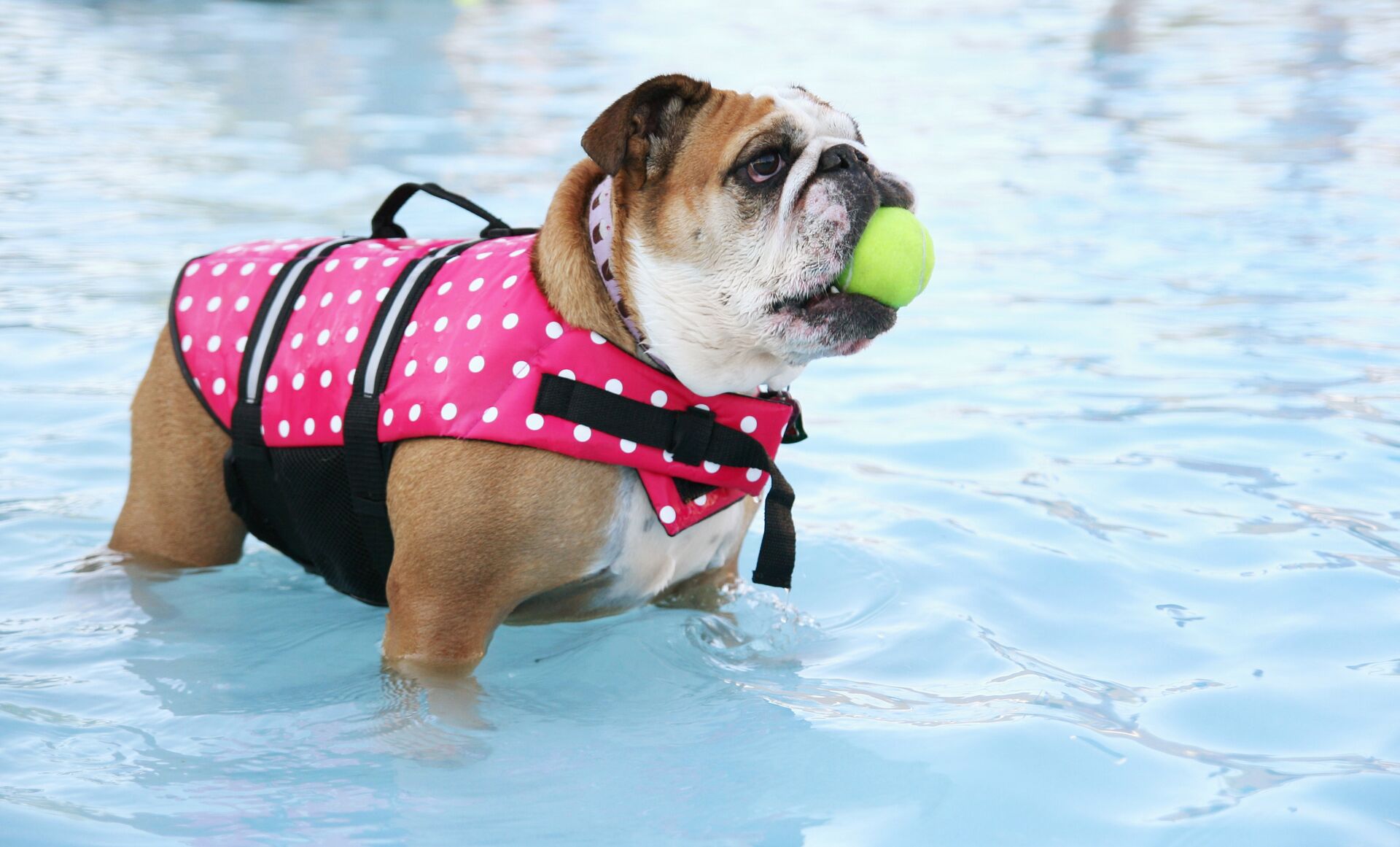 Dog with ball in mouth wearing lifejacket in water. 