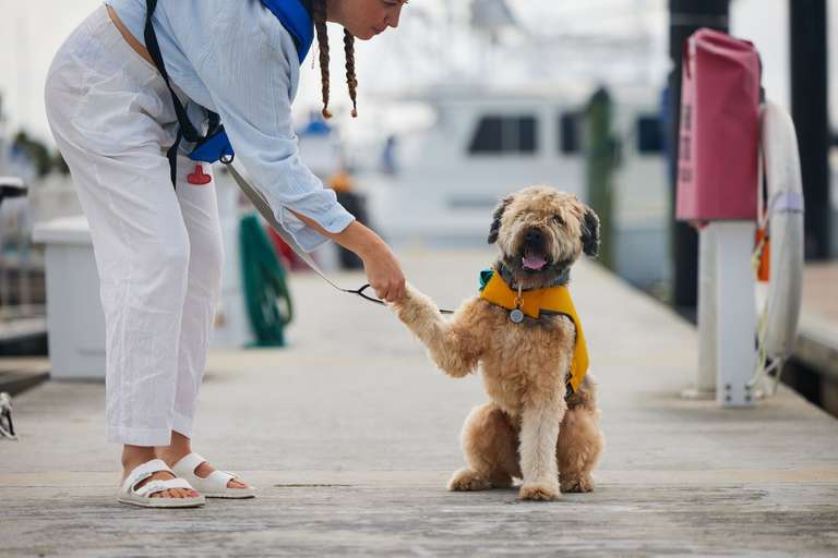 Dog shakes hands with person on dock, lifejacket for dogs concept. 